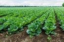 29714312-Landscape-view-of-a-freshly-growing-cabbage-field--Stock-Photo (Copy).jpg