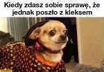 kiedy-zdasz-sobie-sprawe-ze-jednak-poszlo-z-kleksem-przerazony-pies.jpg