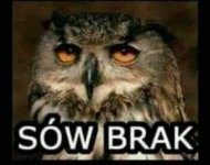 sów brak.jpeg