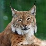 lynx